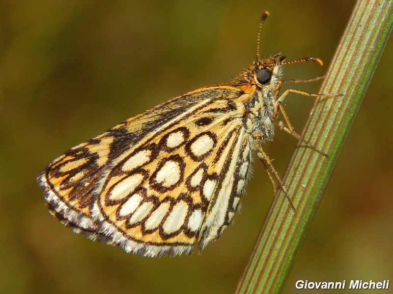 Heteropterus morpheus 2^ generazione